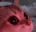 :Cat: