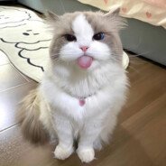 Papla