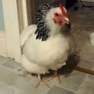 nyga nyga