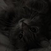 GlowingNiko