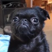 FreeThePugs mops peek