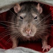 rat creatura