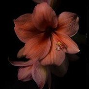 lilies