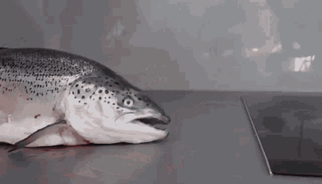 rosmt-salmon.gif.93104fd331fdde52cf32f49a21558e60.gif