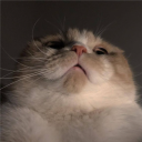 xksoksox
