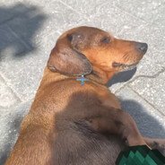 snipez