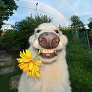 zoin