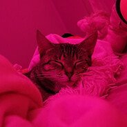 zoin