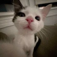 zoin
