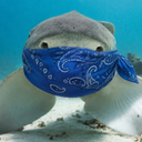sharky123