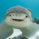 sharky123