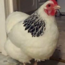 pornosek111