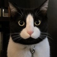 catnigg