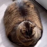 Catmp4