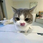 brudii