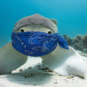 sharkYY