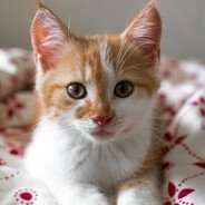 Niko
